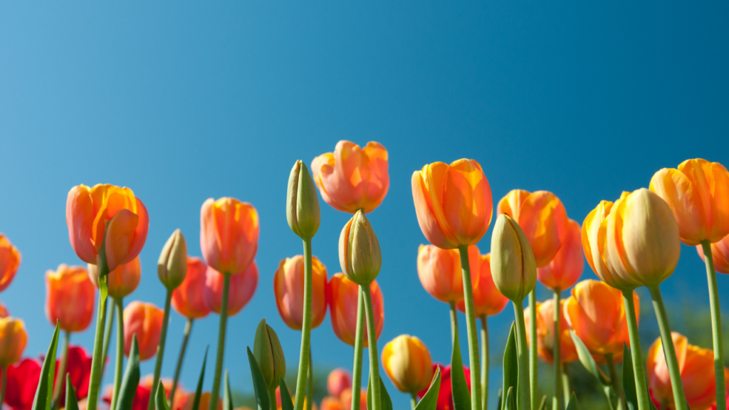 Minnesota neighborhood during spring with blooming trees, green parks, and residents enjoying outdoor activities